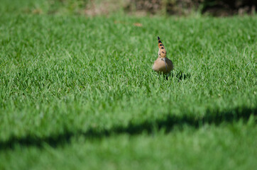 Eurasian hoopoe Upupa epops in a garden. Maspalomas. San Bartolome de Tirajana. Gran Canaria....