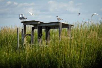 Seagulls on duck blind in marsh with marsh grass