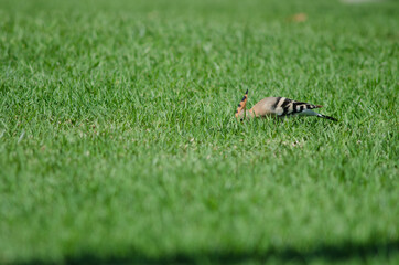 Eurasian hoopoe Upupa epops searching for food in a garden. Maspalomas. San Bartolome de Tirajana. Gran Canaria. Canary Islands. Spain.