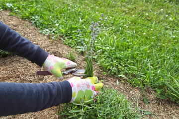 The lavender bush is pruned by the gardener after flowering with a pruner. Growing provence plants for beautiful decorations.