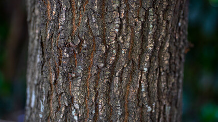 cortezas de arboles marron fondo de pantalla