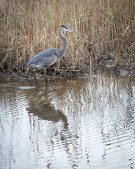 Great Blue Heron wading on shoreline of marsh with phragmites.