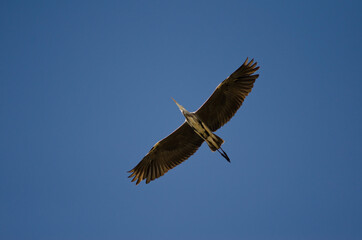 Obraz premium Grey heron Ardea cinerea in flight. Pond of Maspalomas. San Bartolome de Tirajana. Gran Canaria. Canary Islands. Spain.