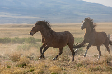 Obraz na płótnie Canvas Wild Horse Stallions Running Across the Utah Desert