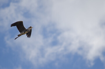 Grey heron Ardea cinerea in flight. Pond of Maspalomas. San Bartolome de Tirajana. Gran Canaria. Canary Islands. Spain.