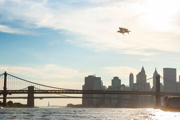 A bird flies past the Brooklyn Bridge and Manhattan Bridge on the East River near Lower Manhattan.