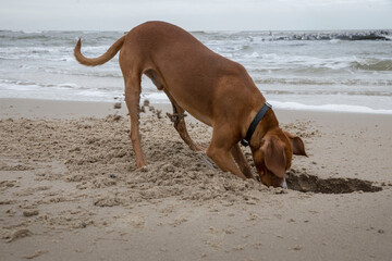 Dog digging a hole at the beach. Sand. North sea coast. Julianadorp. Netherlands.
