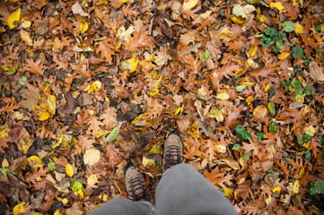Wanderung im Herbstwald