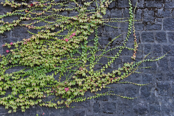 Background: green and red creeper on an old black stone wall