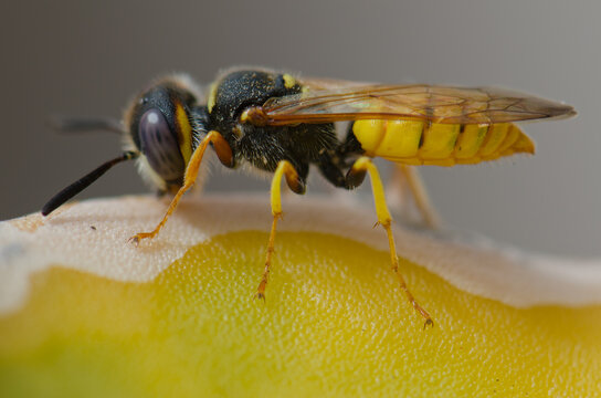 European beewolf Philanthus triangulum on a cactus. Schamann. Las Palmas de Gran Canaria. Gran Canaria. Canary Islands. Spain.