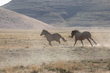 Wild Horse Stallions Running Across the Utah Desert