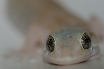 Boettger's wall gecko Tarentola boettgeri. Cruz de Pajonales. Inagua. Tejeda. Gran Canaria. Canary Islands. Spain.