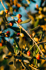 Fresh olives on a tree in Italy