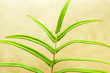 The long green grass leaf on the roof plant alone