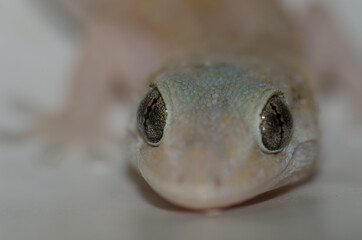Boettger's wall gecko Tarentola boettgeri. Cruz de Pajonales. Inagua. Tejeda. Gran Canaria. Canary Islands. Spain.