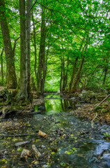 Mühlenbach an der Talsperre in Wuppertal Ronsdorf