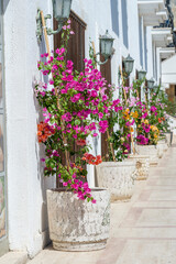 Fototapeta na wymiar Flowerpots with bright decorative flowers near the white wall on the street , Turkey