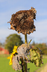 faded sunflower (Helianthus annuus) with sad brown blossom