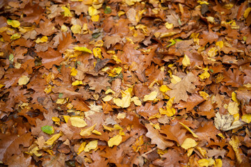 Nasses Laub auf einem Waldweg