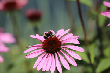 HUMMEL
