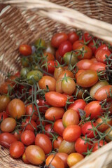 Ortaggi finocchi melanzane pomodori e olive