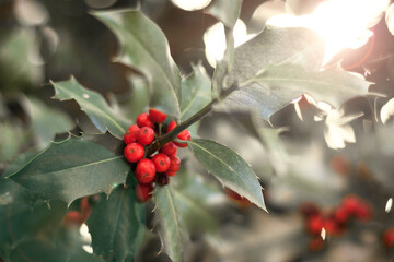Photograph of holly leaves with red berries, very bright background with sparkles. Christmas symbol...