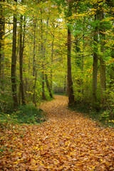 Ein kurviger, mit Laub bedeckter Weg führt durch den Wald