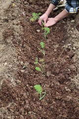 Mani che lavorano nel campo