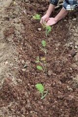 Mani che lavorano nel campo