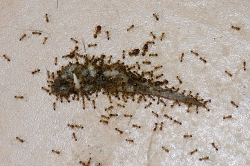 Ants devouring the tail of a Boettger's wall gecko Tarentola boettgeri. Schamann. Las Palmas de Gran Canaria. Gran Canaria. Canary Islands. Spain.