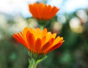 Orange flowers	
