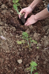 Mani che lavorano nel campo