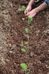 Mani che lavorano nel campo