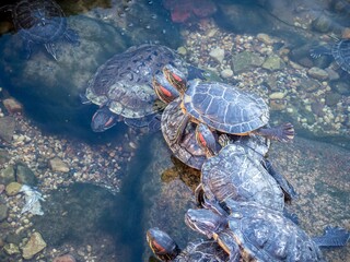 Water turtles swim underwater and climb onto rocks.
