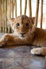 portrait of a lion cub