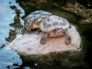 Water turtles bask on a rock in a pond.
