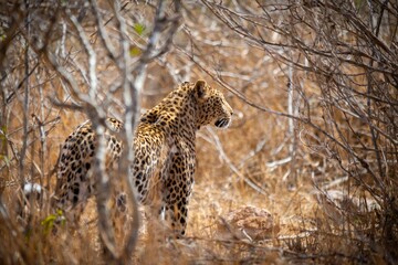Leopard in the wild