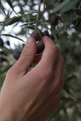 Mani che lavorano nel campo