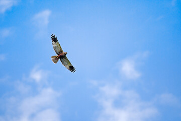 hawk flying