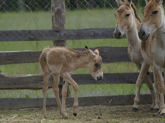 Herd of horses in the aviary