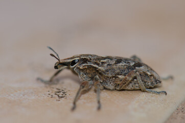 Close-up view of a true weevil Coniocleonus excoriatus. Schamann. Las Palmas de Gran Canaria. Gran...