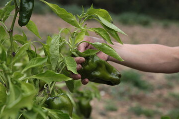 Mani che lavorano nel campo