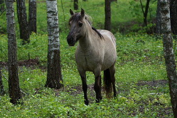 Obraz na płótnie Canvas Beautiful horse grazing in the forest