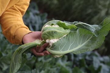 Mani che lavorano nel campo