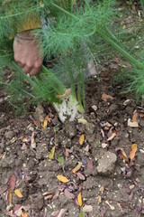 Mani che lavorano nel campo