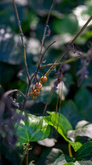 naturaleza hojas flores verde 