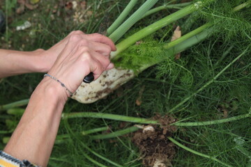 Mani che lavorano nel campo