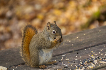 A Red Squirrel having some Lunch