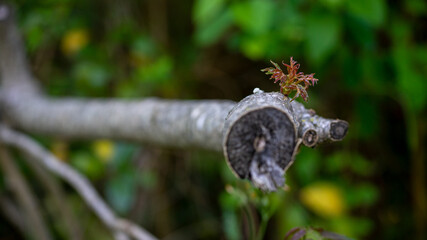 naturaleza hojas flores verde 