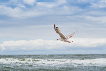 seagull flying